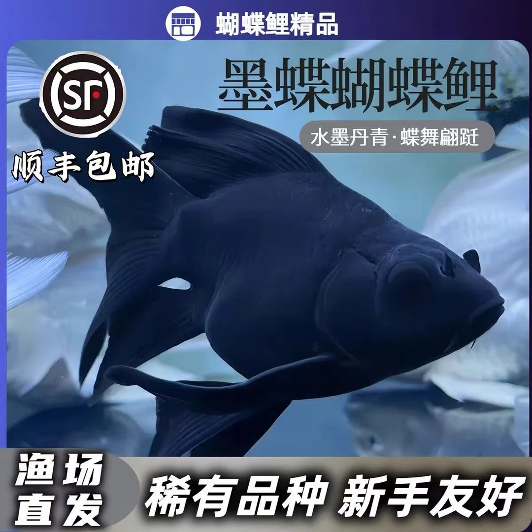 正宗台系蝴蝶鲤纯种蝴蝶鲤黑色墨蝶红蝴蝶