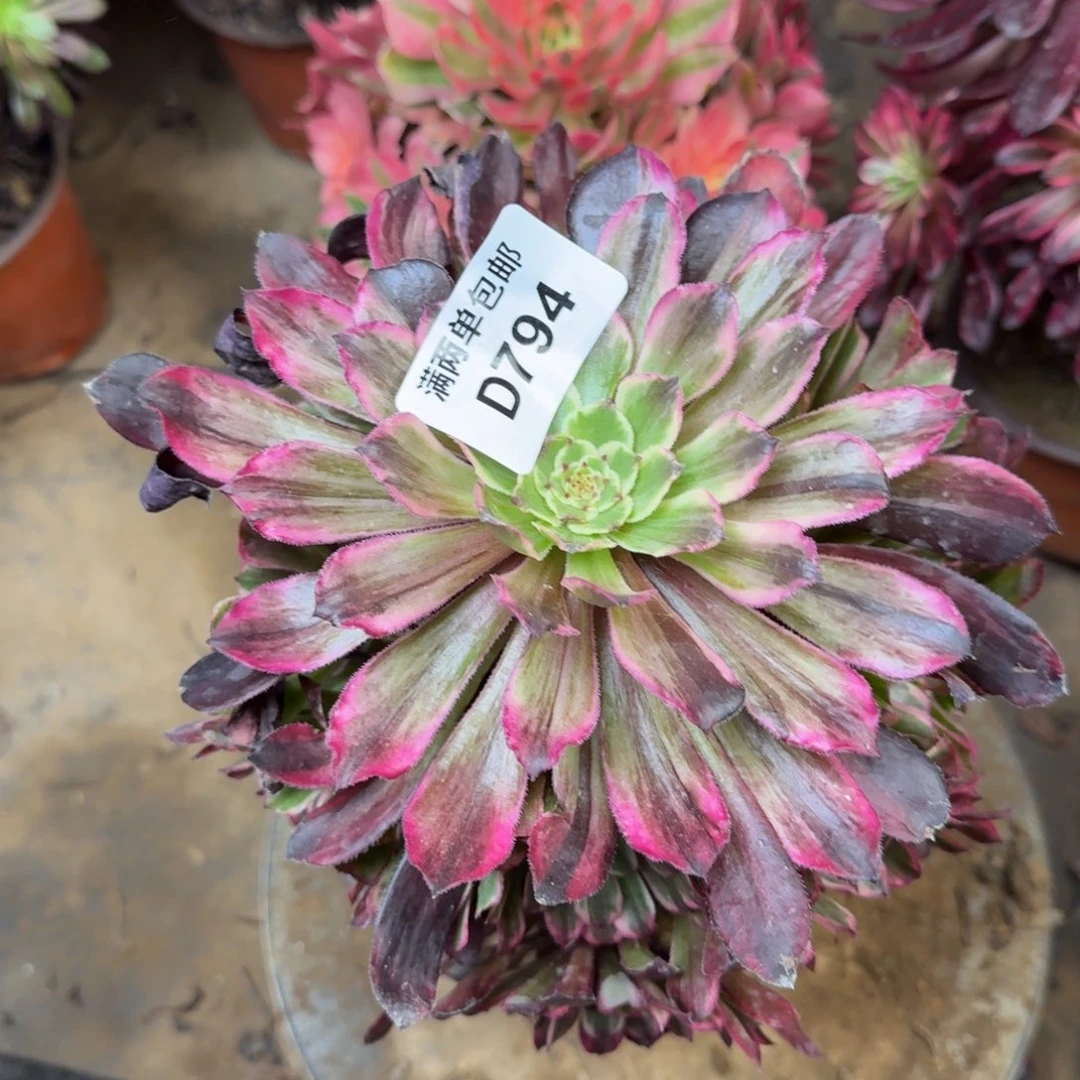 794超模法师多肉