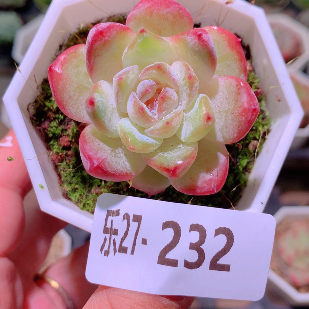 乐然27-232 冰钻单头