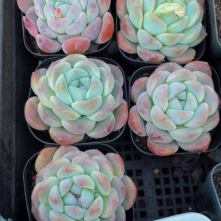 大单头后梦2.8带盆