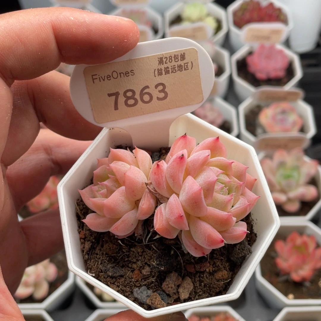 女王7863-6.0厘米