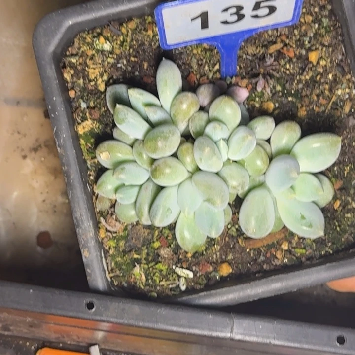 虞美人的胖体哥特135