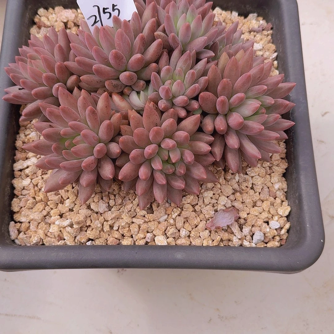 Y***n2755红蜻蜓多肉植物
