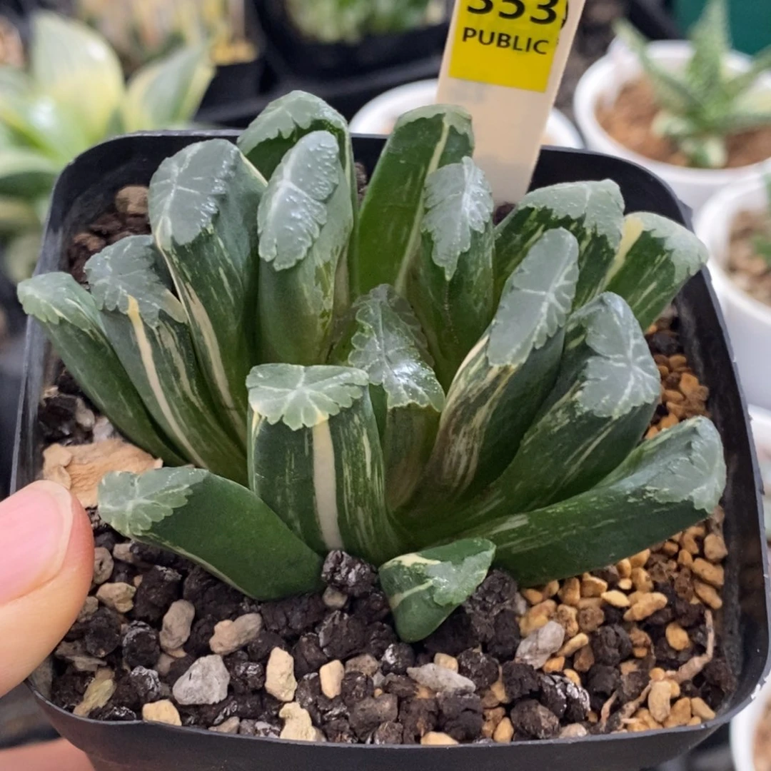 353号玉万多肉植物带盆