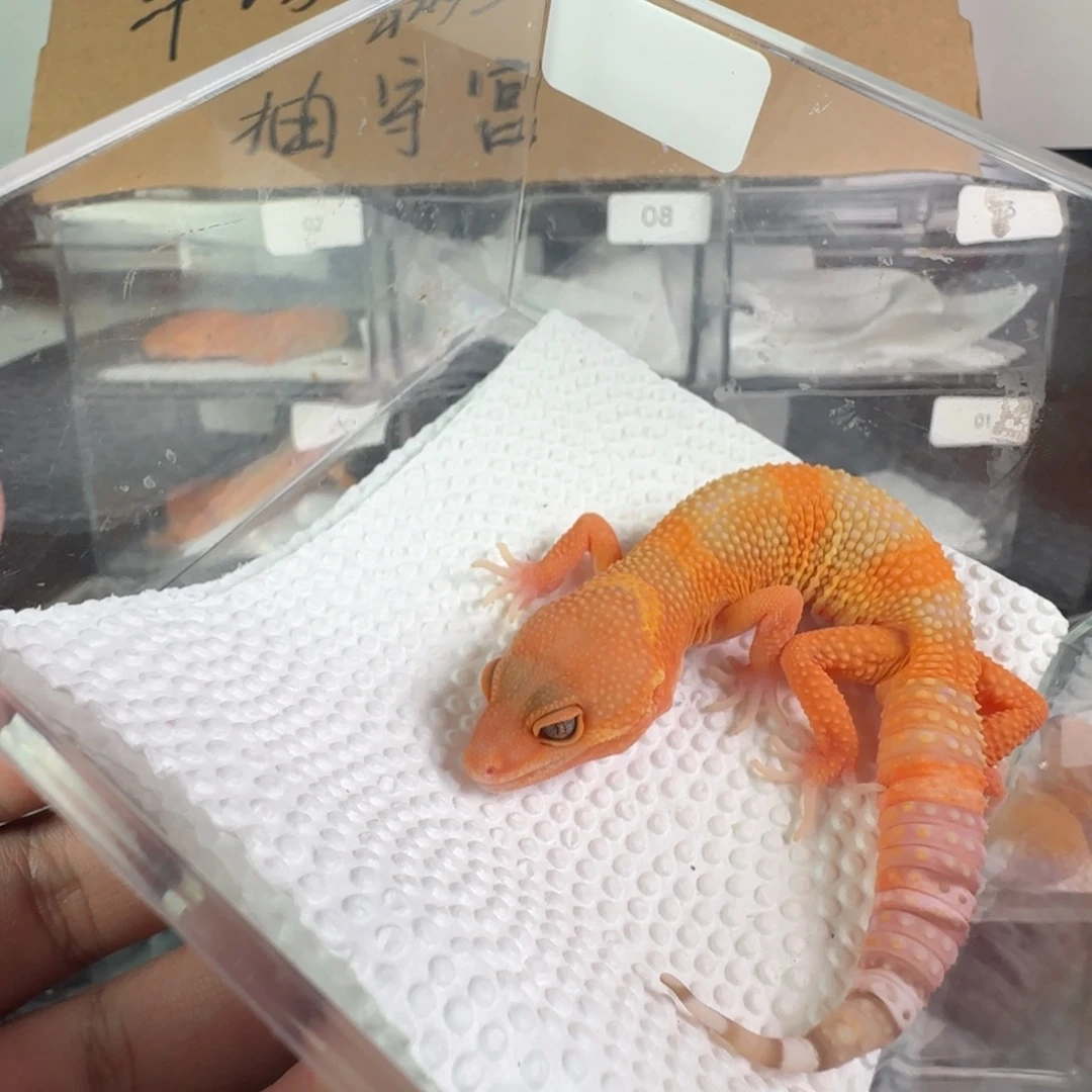 豹纹守宫鸿运当头雨水蜜橘弟弟