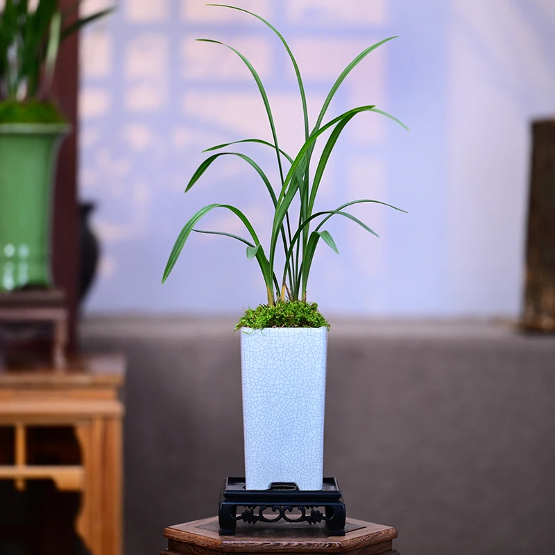 春兰铭品【绿荷梅】水墨四方陶瓷盆室内好养易活