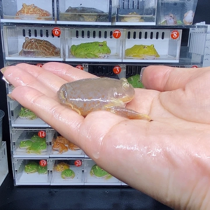 特价秒杀活动蛙蛙