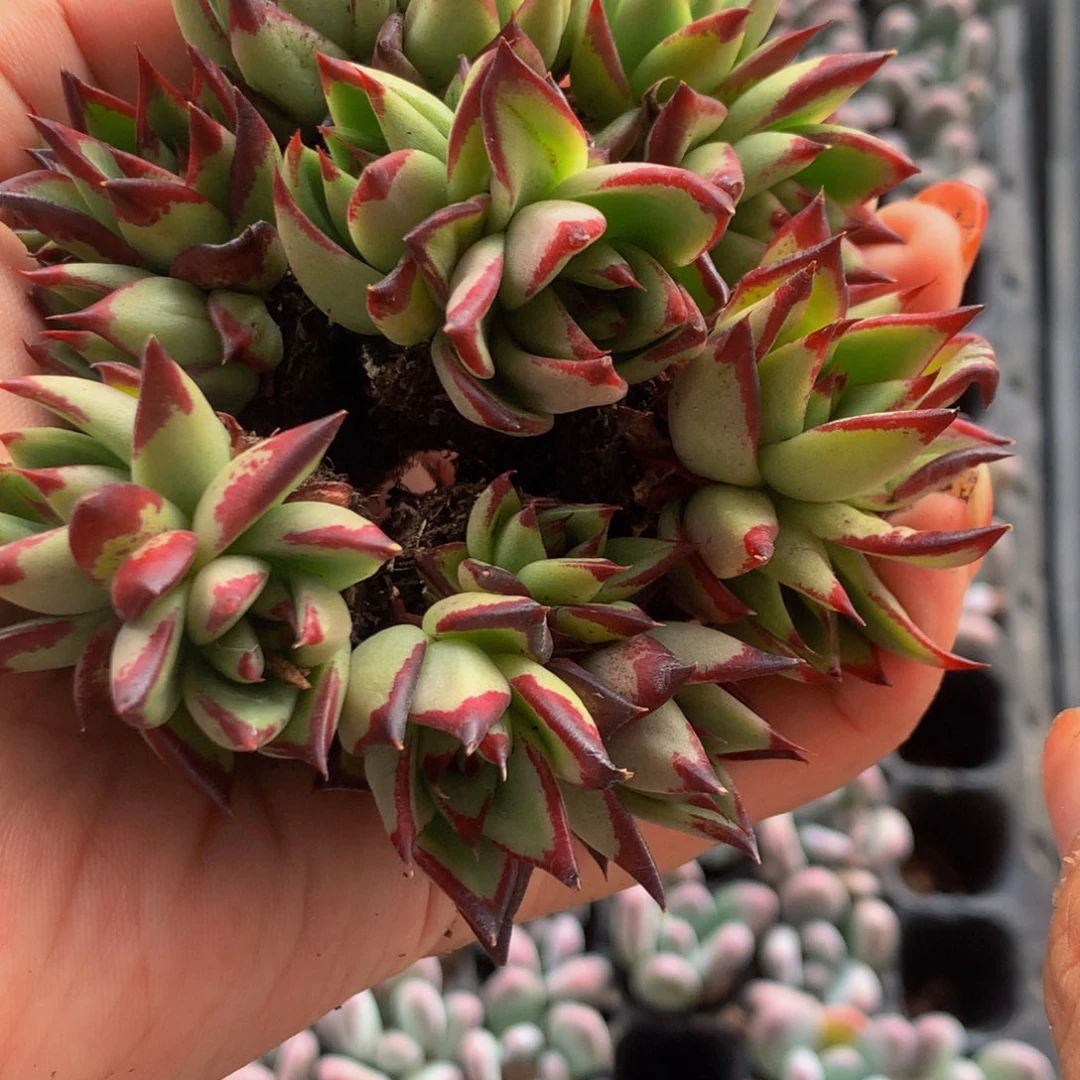 乌木7颗  鸡蛋奶7个   海豹4个