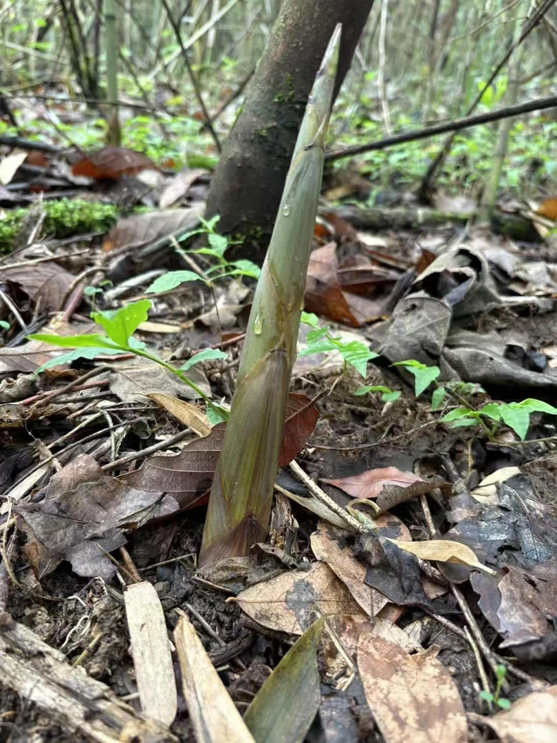 贵州高山野生新鲜带壳竹笋当季现挖脆嫩