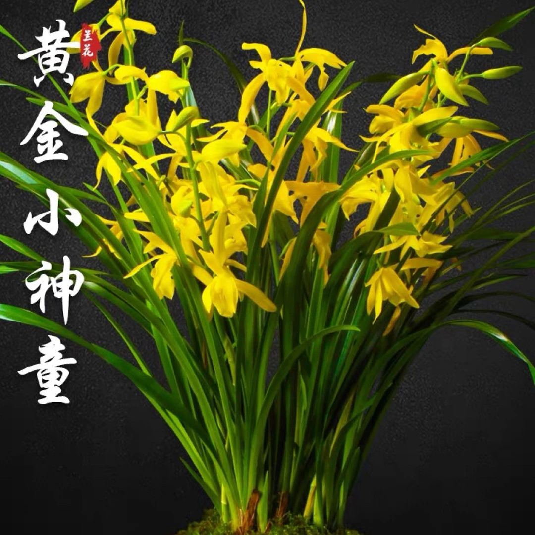 【京东快递】 小神童 带花苞2-5支花剑清香型室内好养绿植盆栽