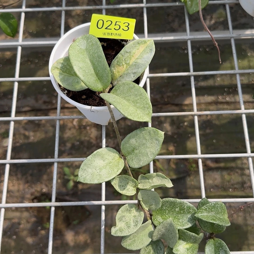 秋***秋完全开放0253公主雪花鬼
