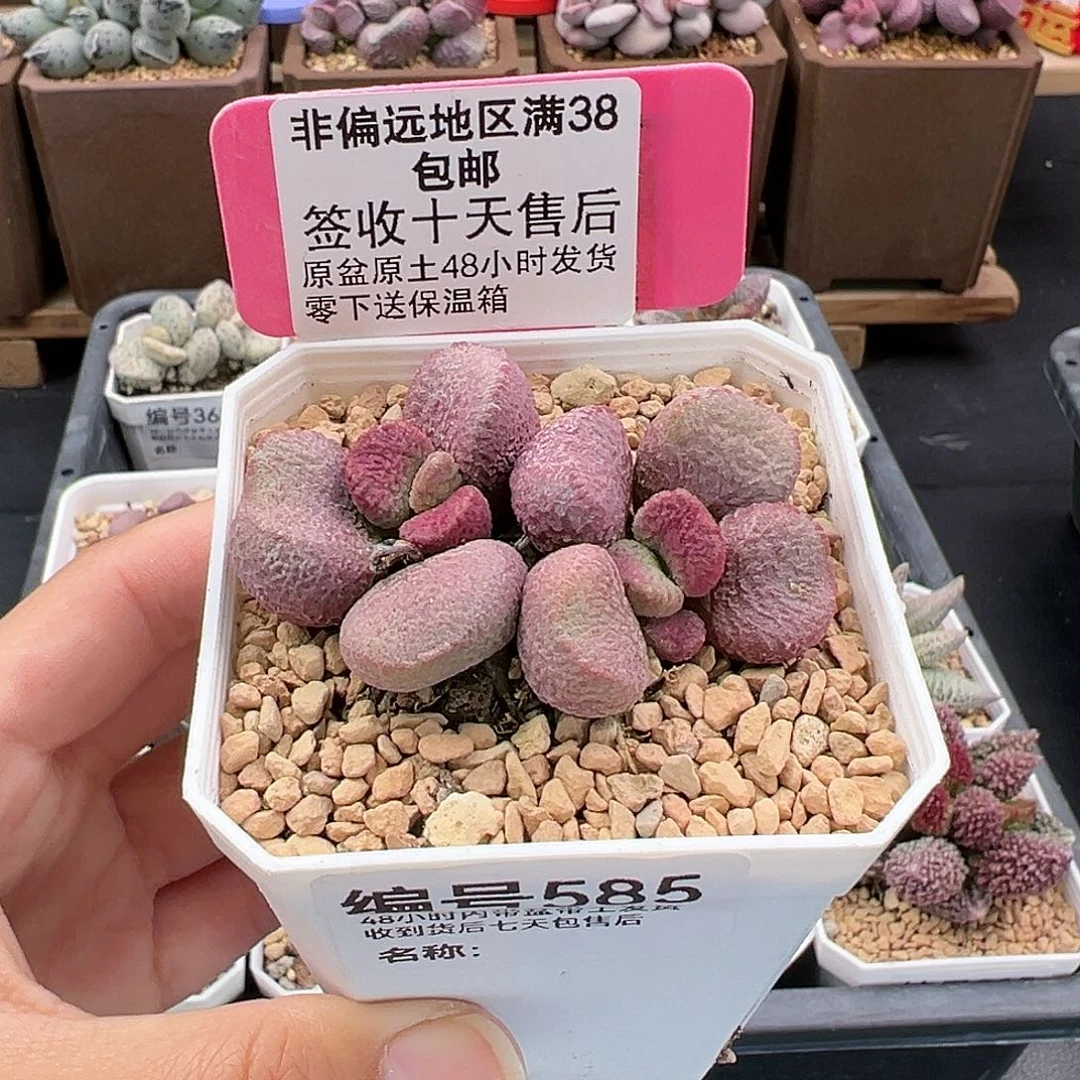 585夏娃多肉植物