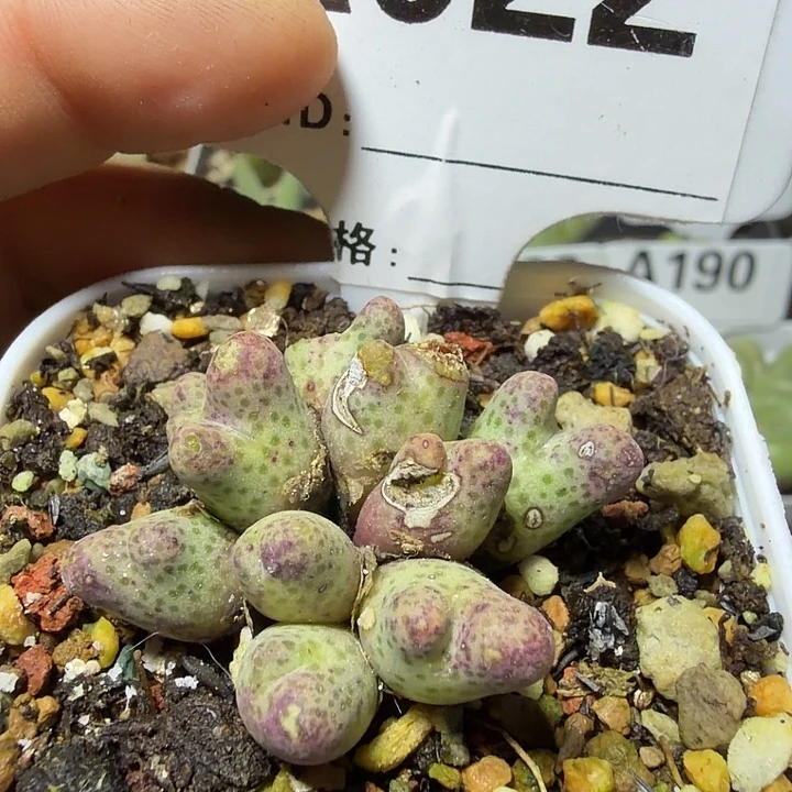 022。满28包邮肉锥