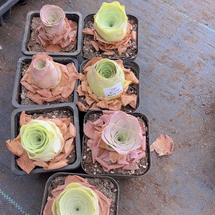 1183 裸根不带土发货不包损