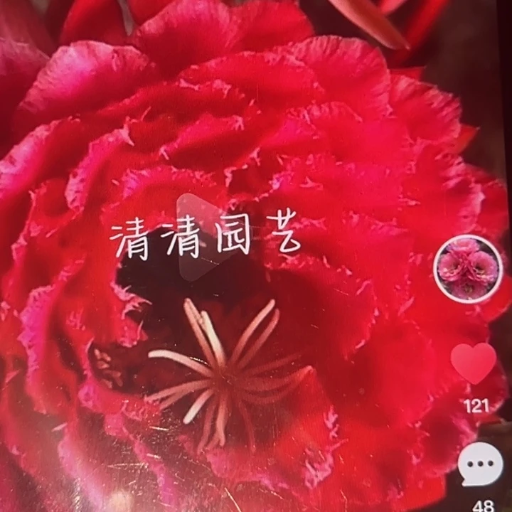 清清虞美人根瑕疵有干皮