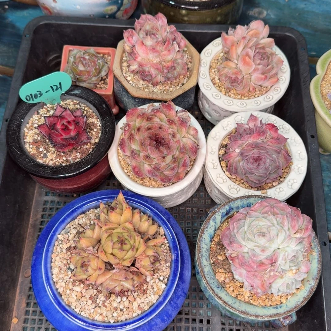 从前慢多肉精选编号0103.121