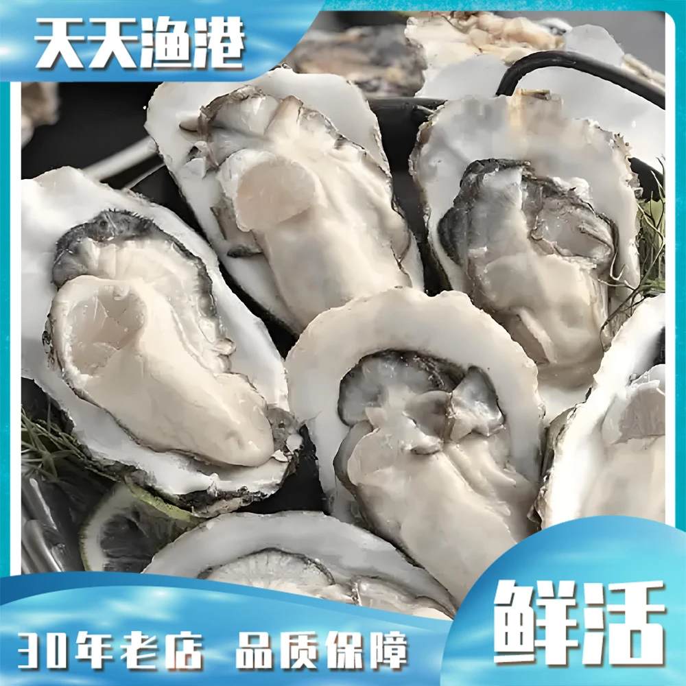 生蚝福利9毛一只