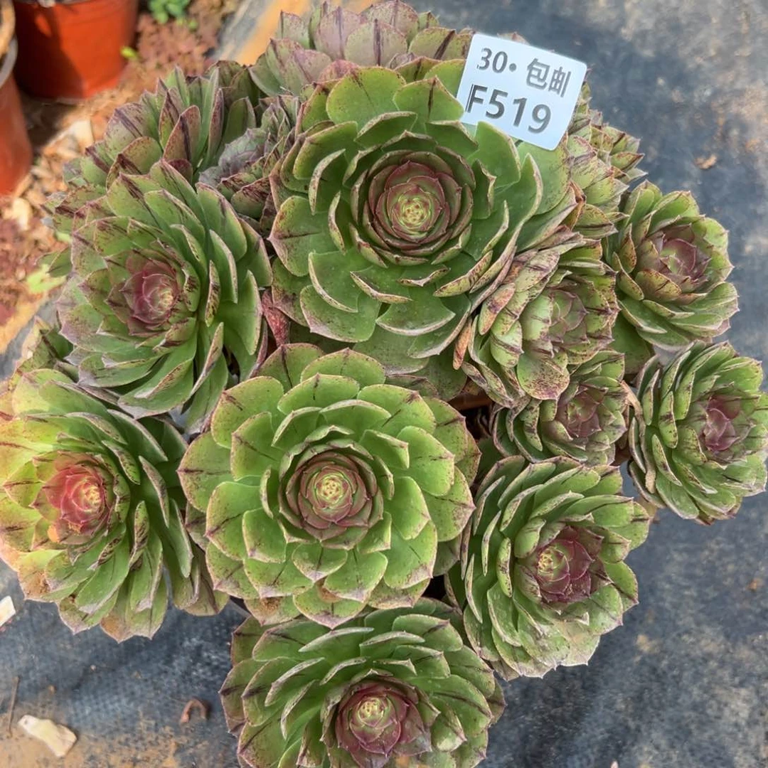 519 多肉法师万拉丝