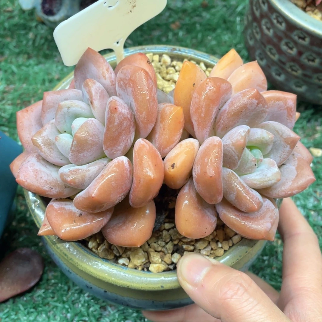 奥雪一物一拍28包邮非偏远