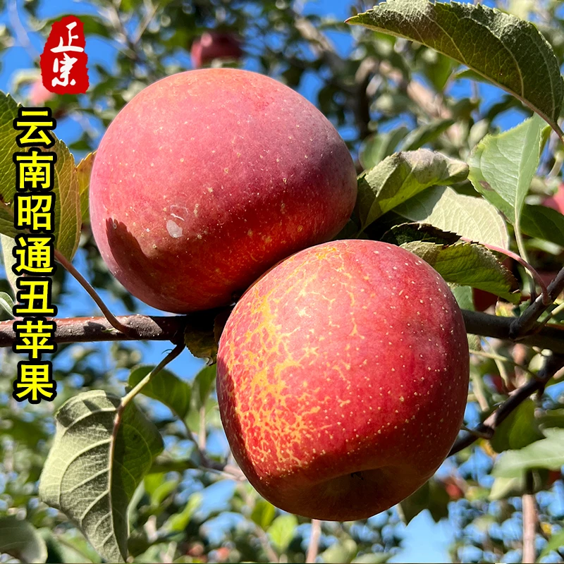 9斤正宗云南昭通丑苹果冰糖心脆甜多汁高山露天种植新鲜现摘