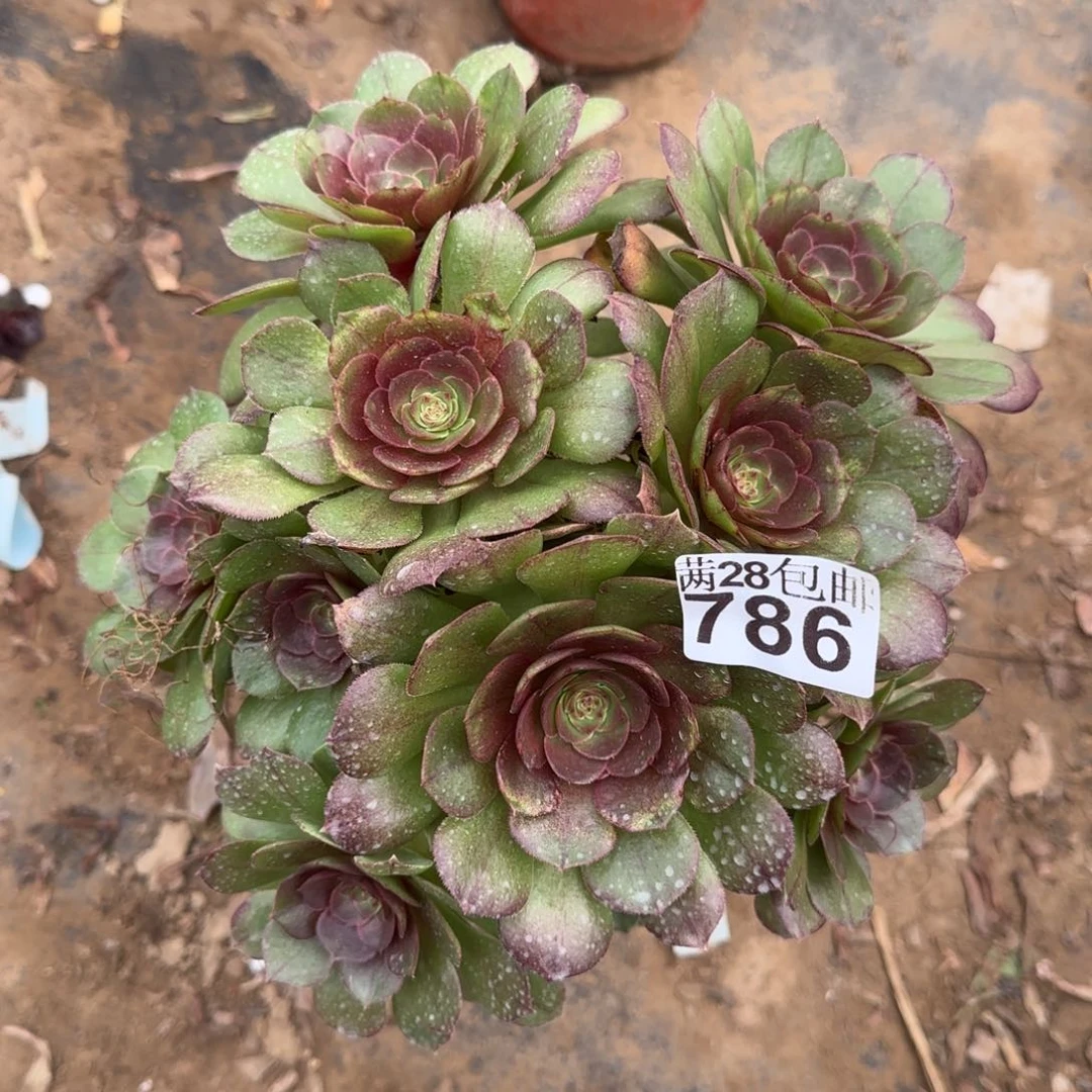 沙拉万多肉有砍朵朵786满28包邮断枝不包