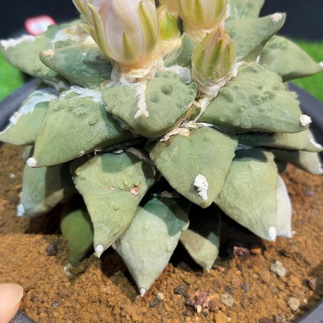 15号实生龙牙中筋村主怒涛