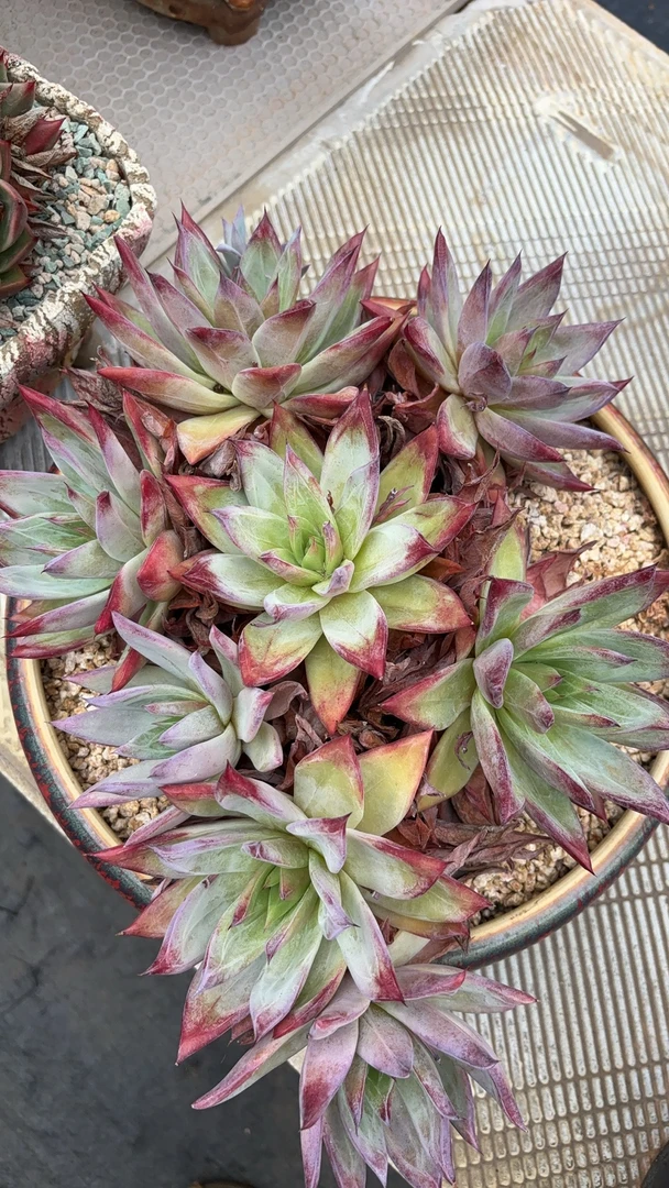 肉植园精品多肉78