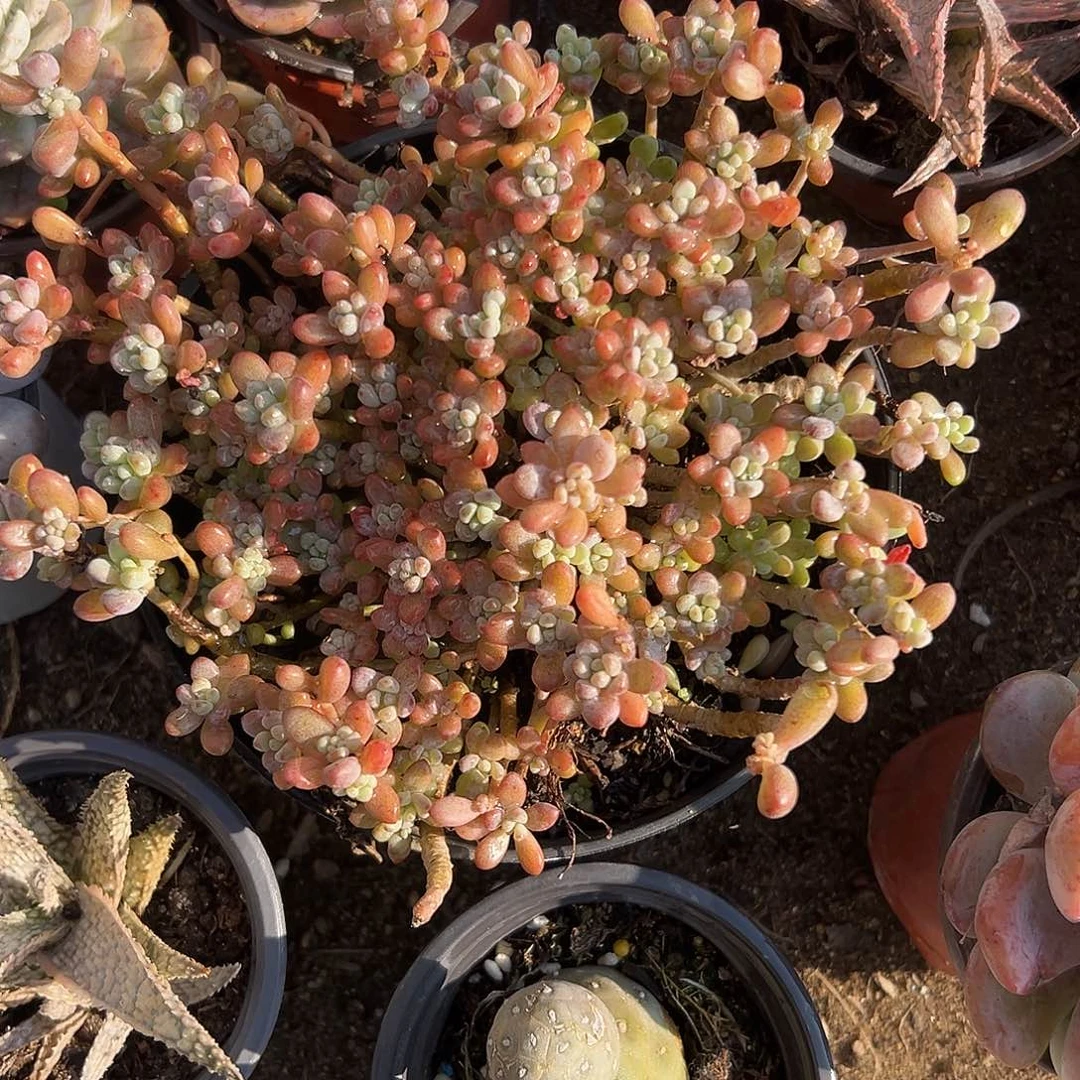 多肉植物粉豆群生