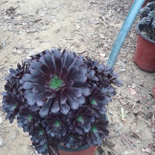 华***帘黑铜法师多肉植物47