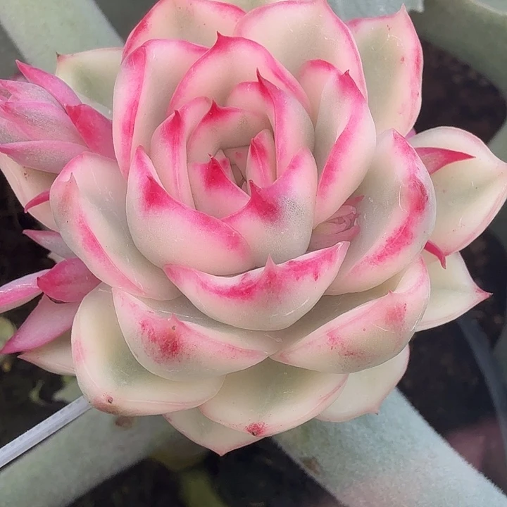 琉璃盏锦多肉锦植物