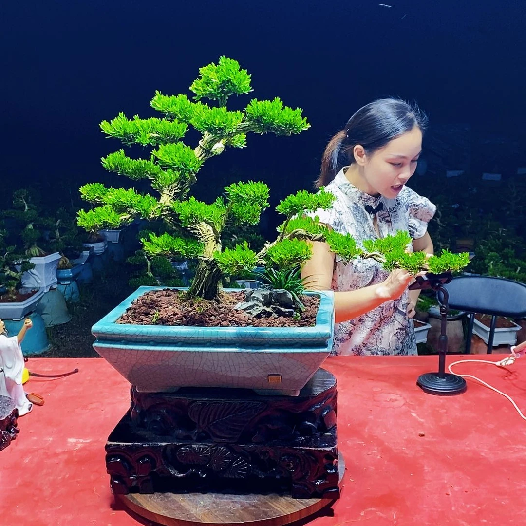 当前无花朵，栽培后可花朵