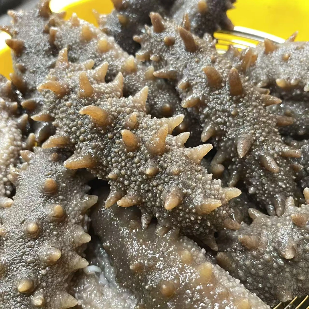 和泰隆 泡辽参 国标大连辽参  海参  适合孕妈宝妈1 -500g