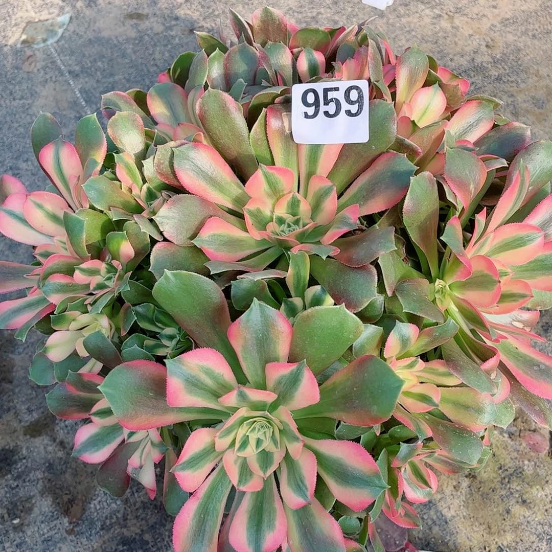 无花朵豆**儿多肉植物香妃959