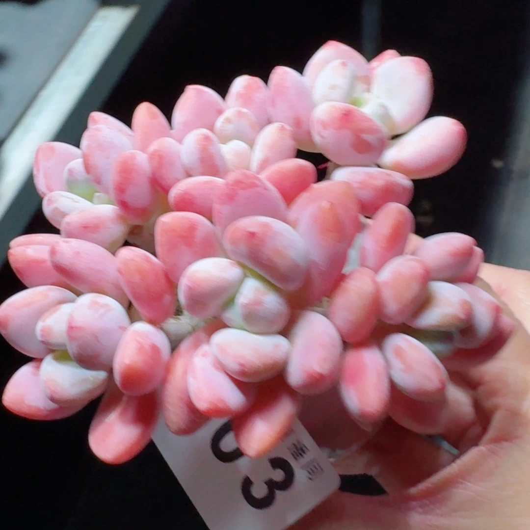 丸叶洛神      愿你一路坦途，乘风破浪展宏图