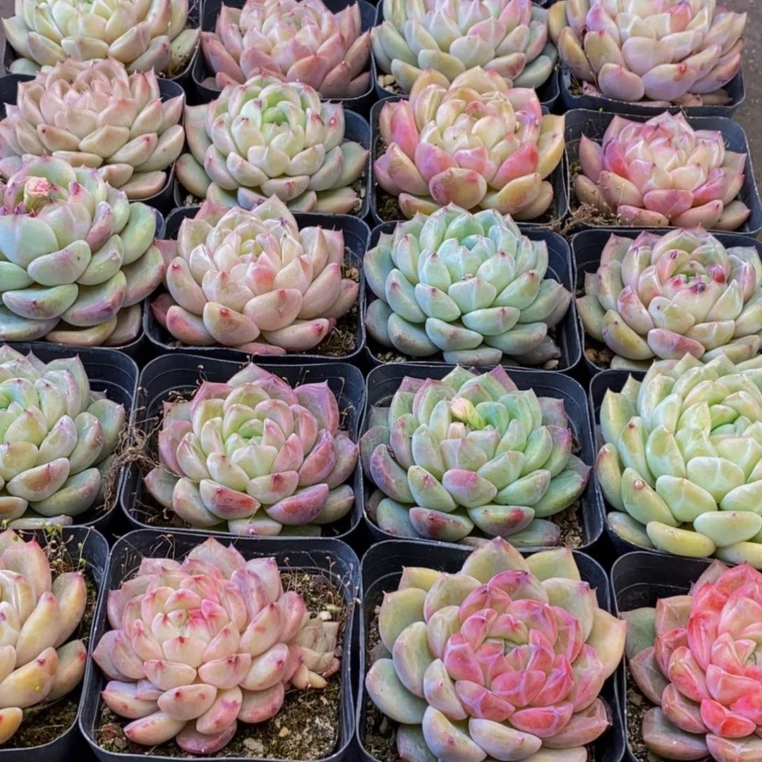 用****0087多肉植物保护研究所所长助理研究员