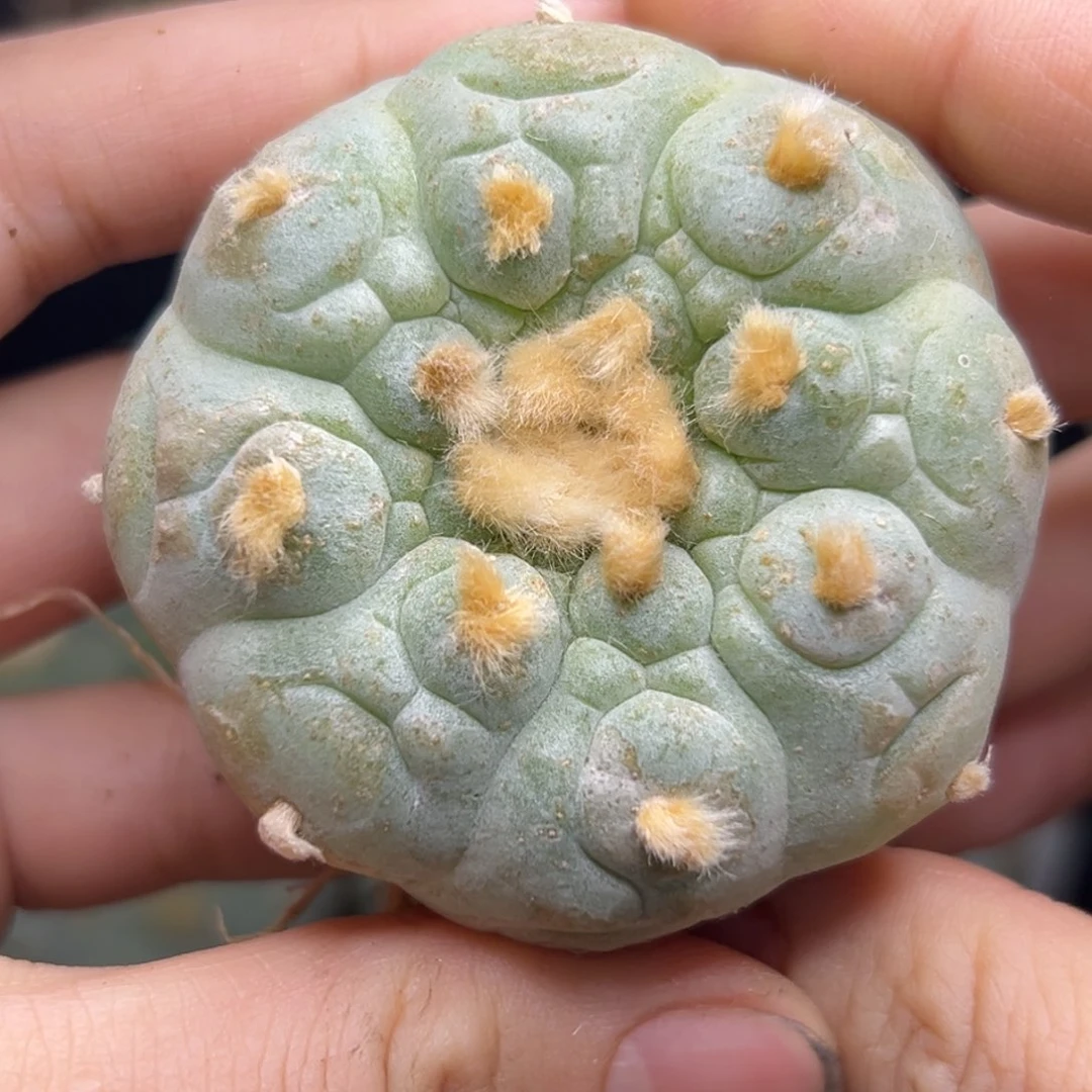 134 仙人球的海鲜 有根