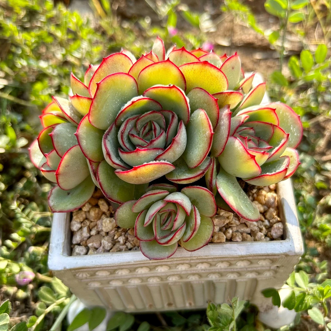 慢悠花房 牡丹亭精品多肉办公室阳台绿植园艺盆栽多肉植物