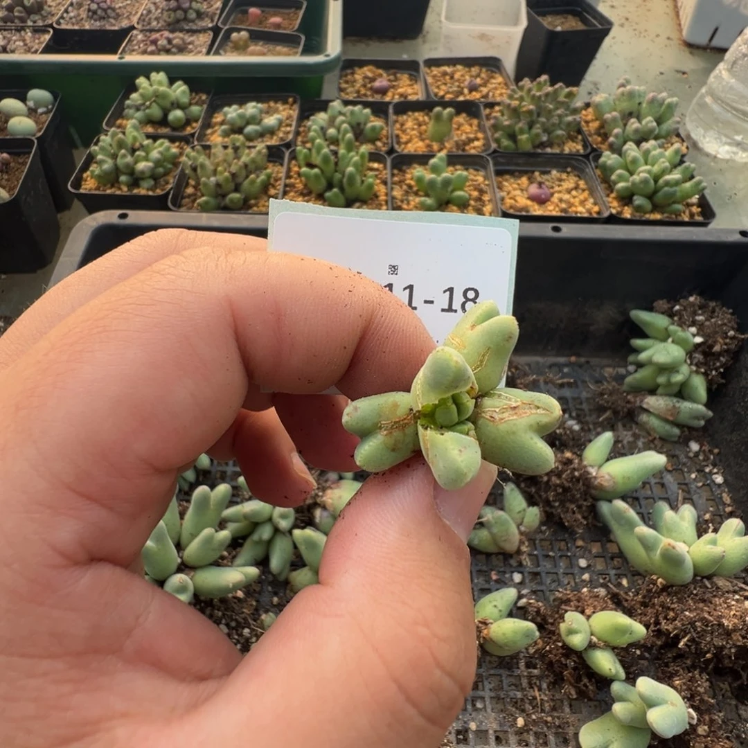 叶***宝11-18肉锥多肉植物