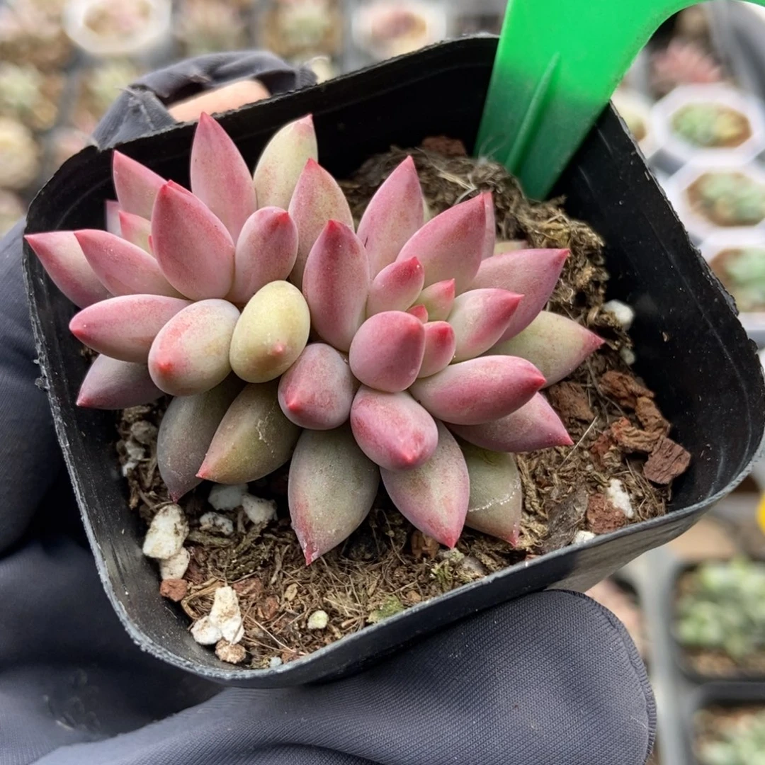 6虞美人多肉植物保护