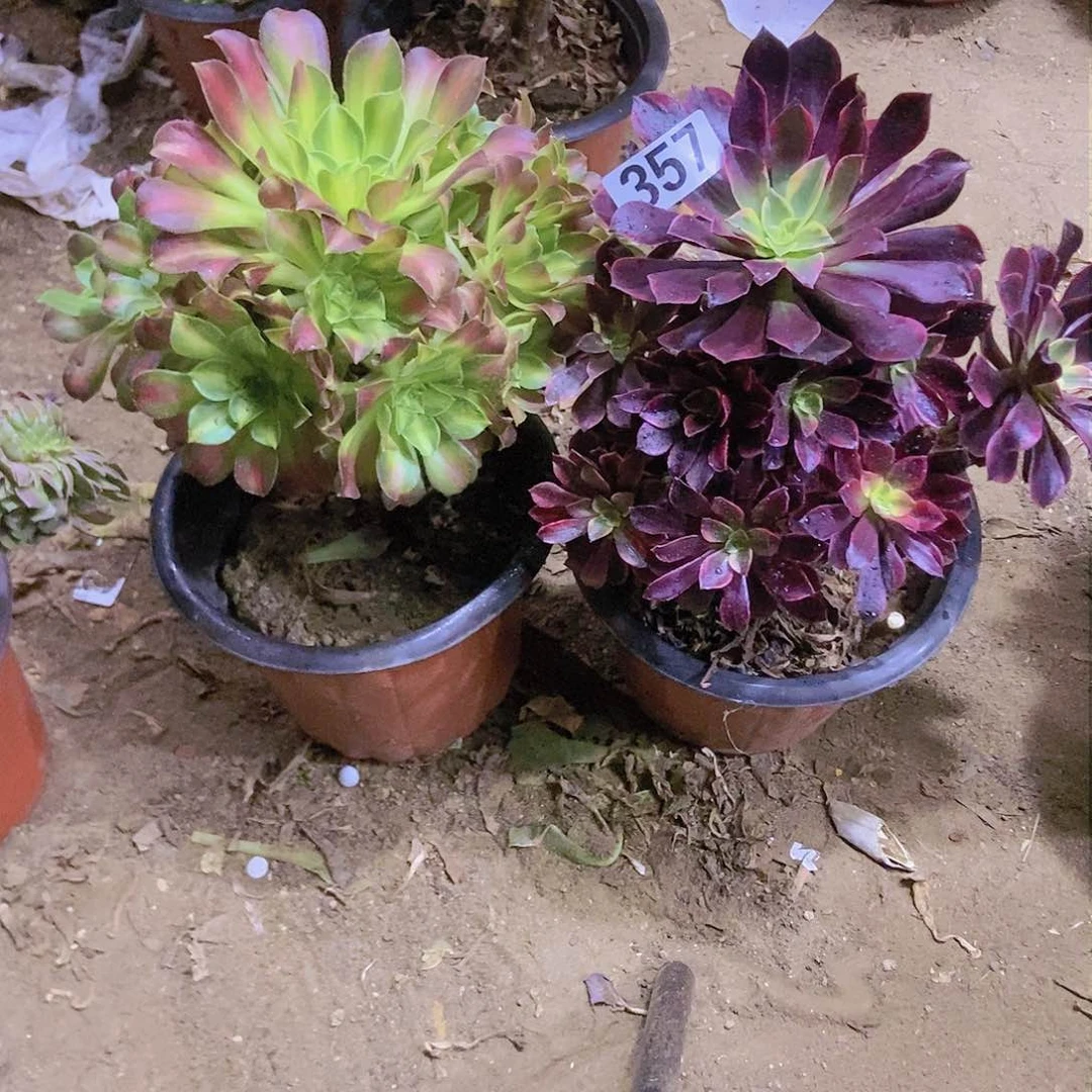 357两个老庄朵朵特价不