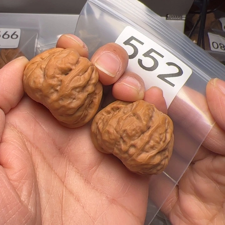 核桃36蛙饼552号蛙