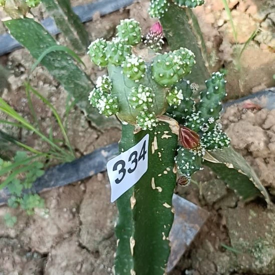 马***姐桃太郎3棵不同颜色的334
