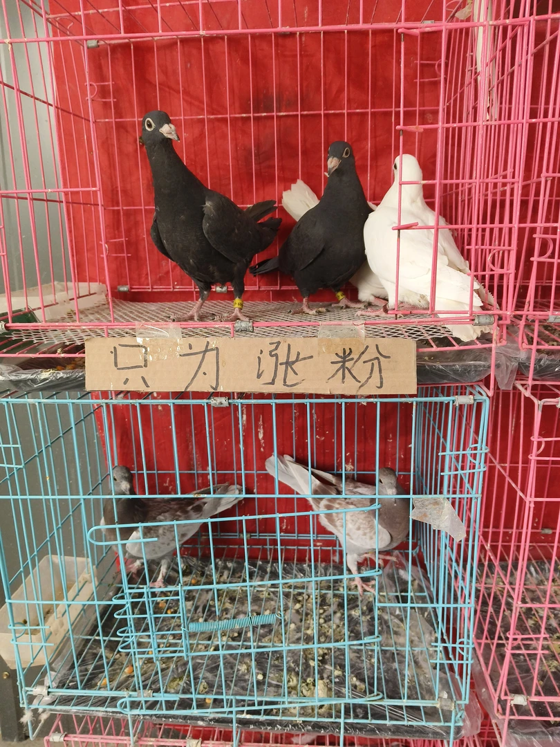 鸽子一对信鸽赛鸽
