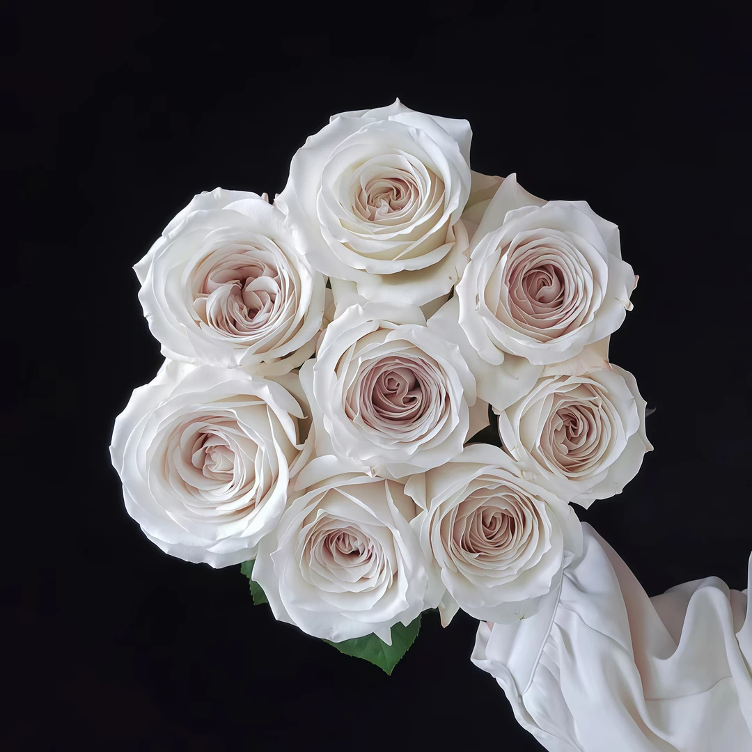 【银色衬裙】高颜值新品切花玫瑰品种多季花