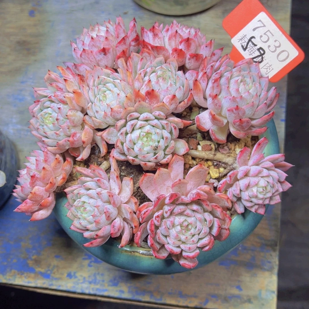 粉爪7530多肉植物