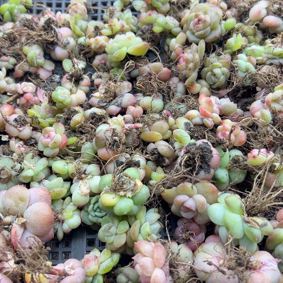 糖心多肉一物一拍07