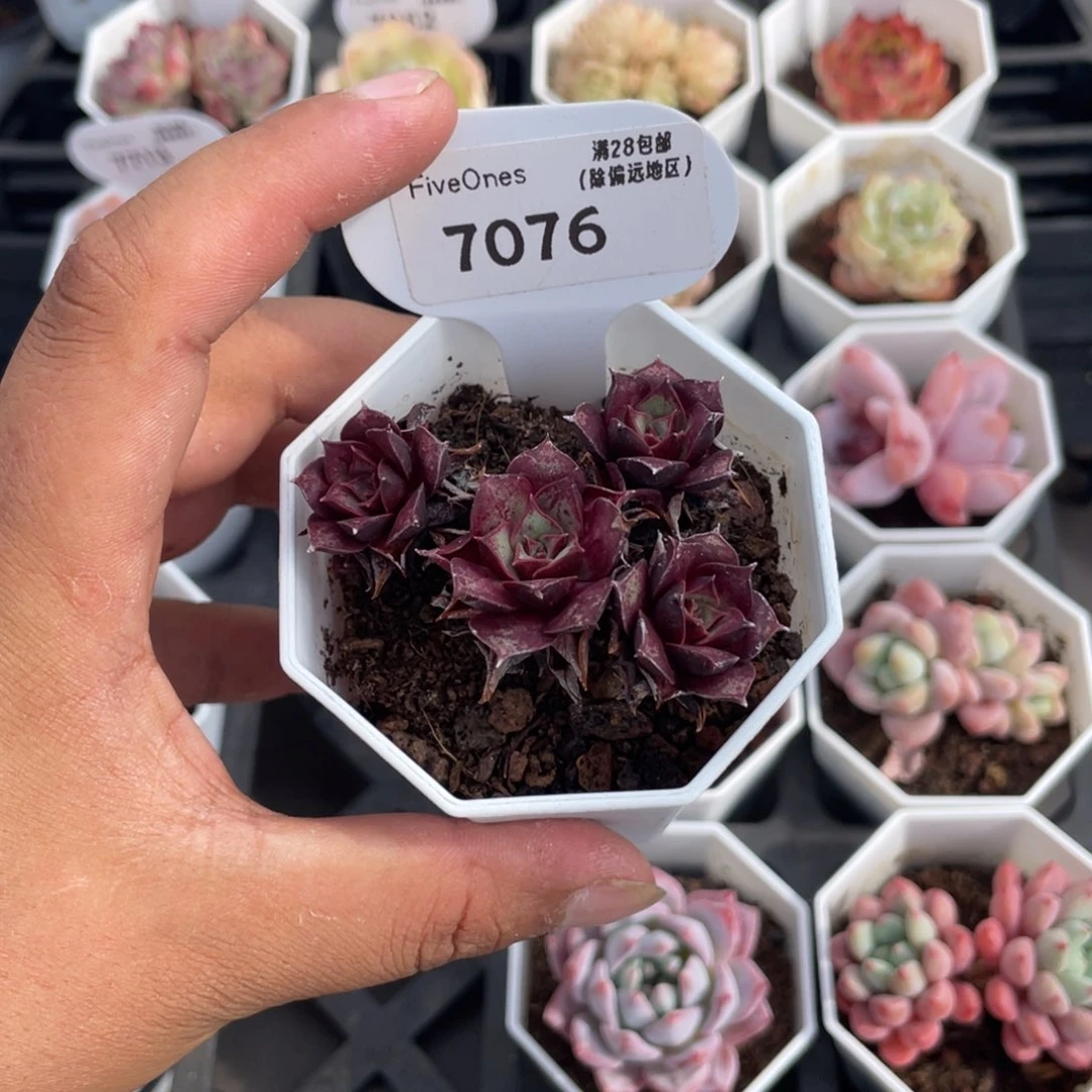 7076罗西玛4.5厘米