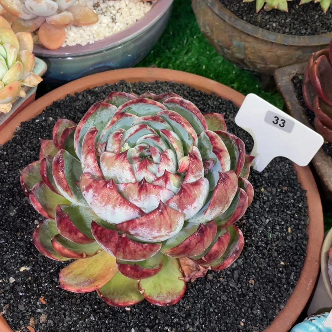 ?**凉多肉植物盆栽多肉