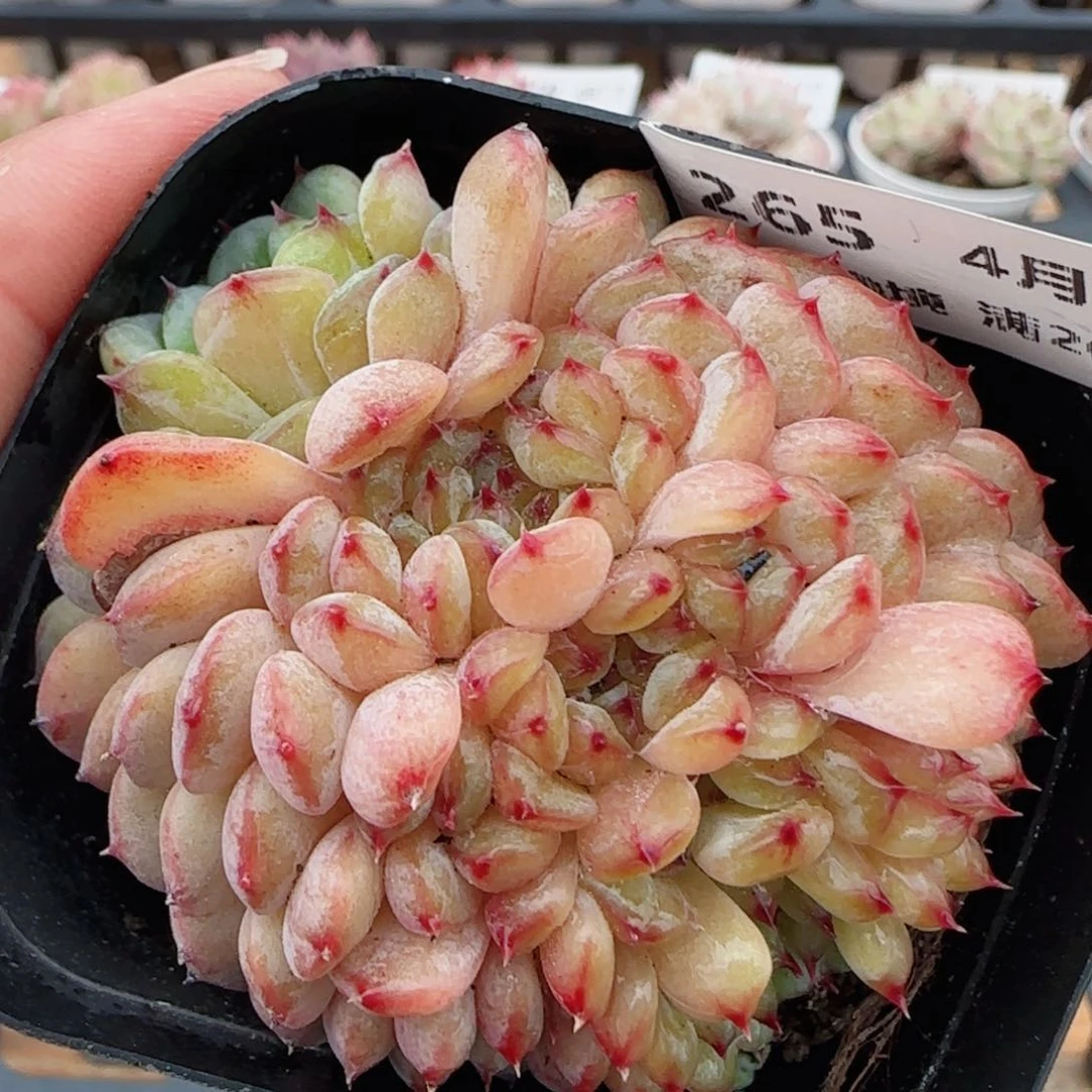 花语逸镜0417-265