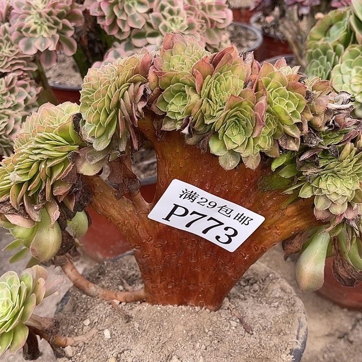 773抹茶坠多肉植物